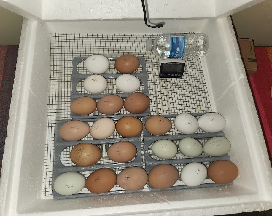 Tray to roll eggs in incubator